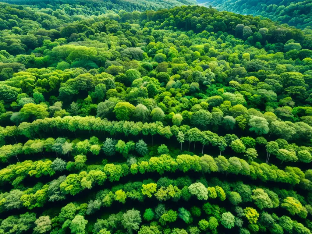 Un bosque exuberante y biodiverso iluminado por el sol, reflejando la filosofía de invertir en bonos verdes