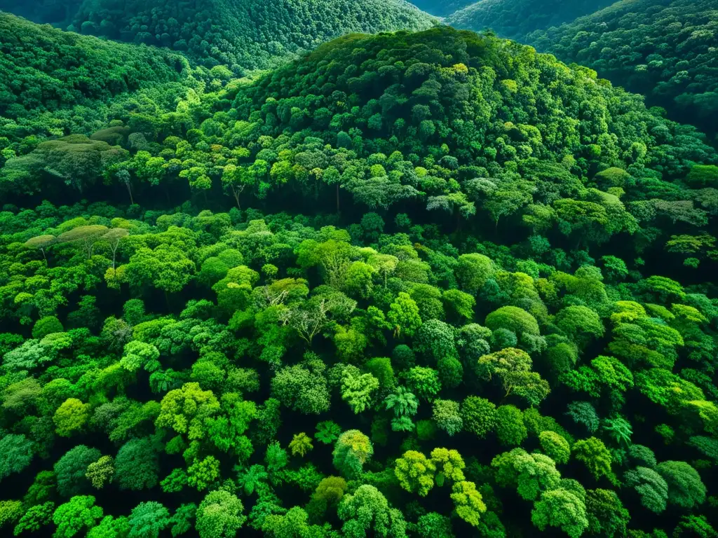 Vista aérea de exuberante selva, resaltando la diversidad del dosel y la interconexión del ecosistema