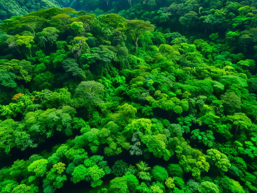 Vista aérea impresionante de un exuberante bosque lluvioso, ilustrando la biodiversidad y la ecología profunda